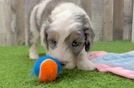 Best Mini Aussiedoodle Baby