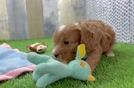 Fluffy Cavapoo Poodle Mix Pup