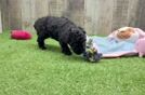 Hypoallergenic Poodle Purebred Pup