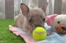 French Bulldog Puppy for Adoption