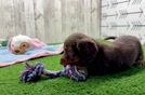 Dachshund Pup Being Cute