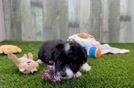 Best Mini Aussiedoodle Baby