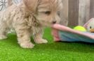 Best Maltipoo Baby