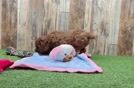 Cavapoo Pup Being Cute