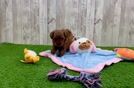 Friendly Cavapoo Baby