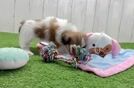 Meet Beth - our Teddy Bear Puppy Video