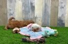 Mini Goldendoodle Pup Being Cute