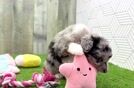 Playful Mini Aussiepoodle Poodle Mix Puppy