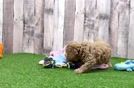Best Poodle Baby