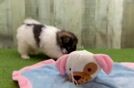 Shih Pom Pup Being Cute