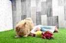 Maltipoo Puppy for Adoption