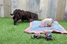 Cockapoo Pup Being Cute