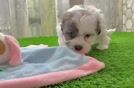 Adorable Shichon Designer Puppy