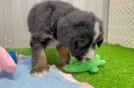 Mini Bernedoodle Pup Being Cute