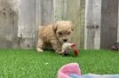 Energetic Malt Oodle Poodle Mix Puppy