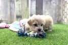 Fluffy Maltipoo Poodle Mix Pup