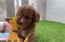 Cavapoo Puppy for Adoption