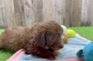 Mini Aussiedoodle Pup Being Cute