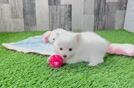 Small Pomeranian Purebred Pup