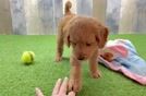 Mini Goldendoodle Puppy for Adoption