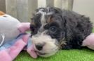 Mini Bernedoodle Pup Being Cute