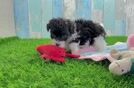 Best Maltipoo Baby