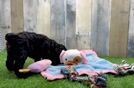 Meet Brax - our Cockapoo Puppy Video