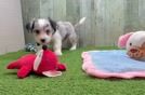 Meet Jenga - our Aussiechon Puppy Video