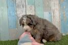 Mini Bernedoodle Puppy for Adoption