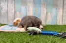 Popular Mini Bernedoodle Poodle Mix Pup