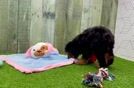 Meet Naveen - our Poodle Puppy Video