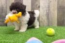 Popular Havanese Baby