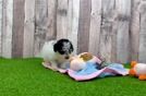 Meet Liberty - our Poodle Puppy Video