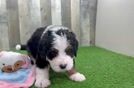 Small Mini Bernedoodle Baby