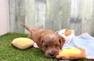 Little Cavipoo Poodle Mix Puppy
