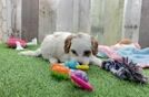 Small Cavapoo Baby