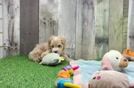 Best Maltipoo Baby