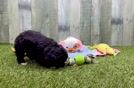 Shih Poo Pup Being Cute