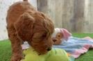 Mini Goldendoodle Puppy for Adoption