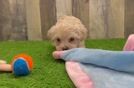 Friendly Maltipoo Baby