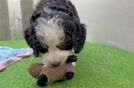 Energetic Mini Berniedoodle Poodle Mix Puppy