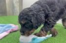 Mini Bernedoodle Puppy for Adoption