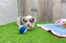 Popular Mini Aussiedoodle Poodle Mix Pup