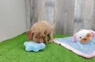 Cavapoo Puppy for Adoption