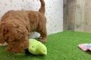 Mini Goldendoodle Puppy for Adoption