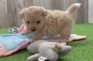 Maltipoo Pup Being Cute