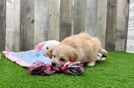 Sweet Maltipoo Baby