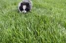 Little Pomeranian Baby