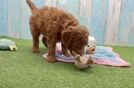Meet Whiskey - our Mini Goldendoodle Puppy Video