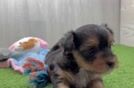 Little Yorkie Poodle Mix Poodle Mix Puppy